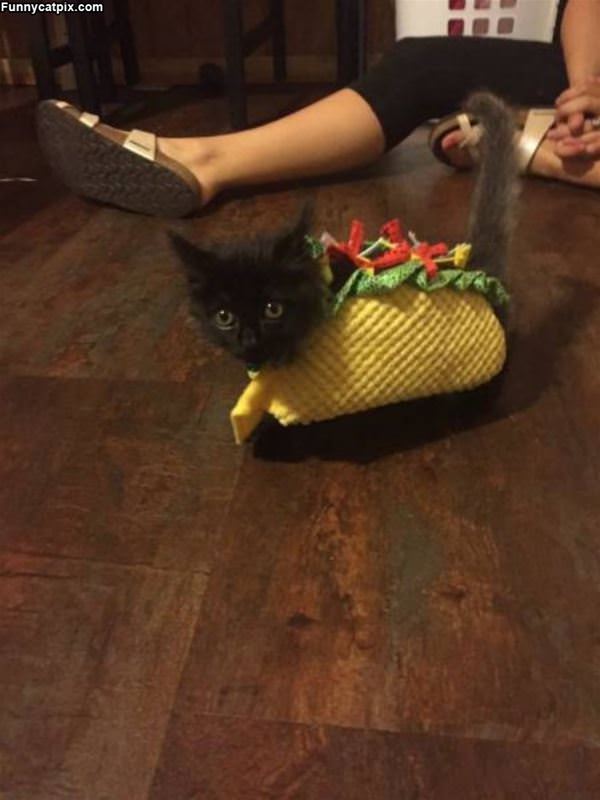 I Am A Tiny Taco