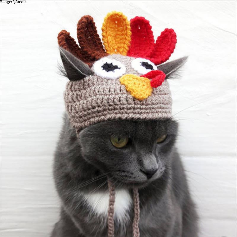 I Am A Turkey Now