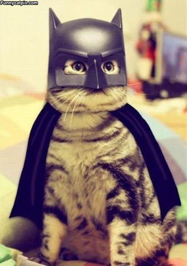 I Am Batcat