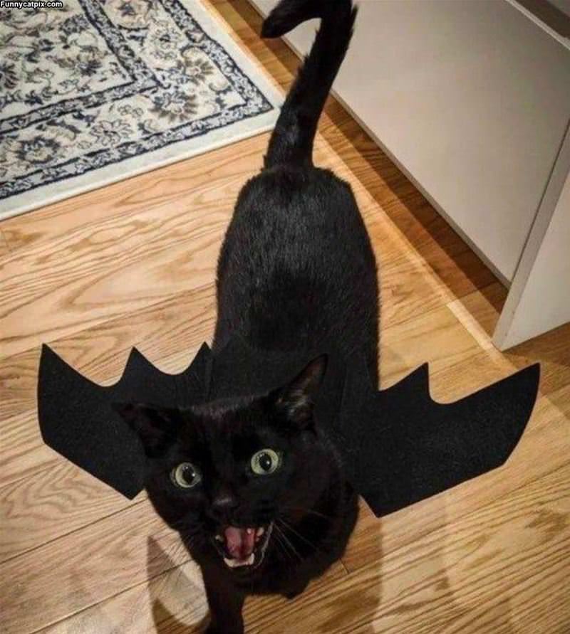 I Am Batcat
