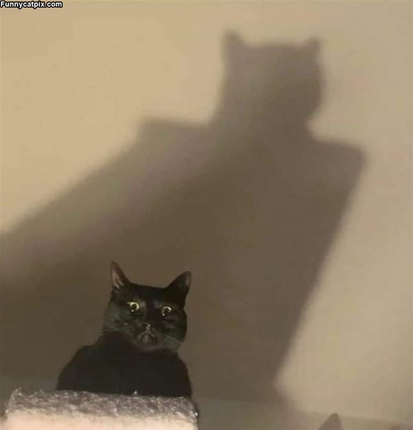 I Am Batman