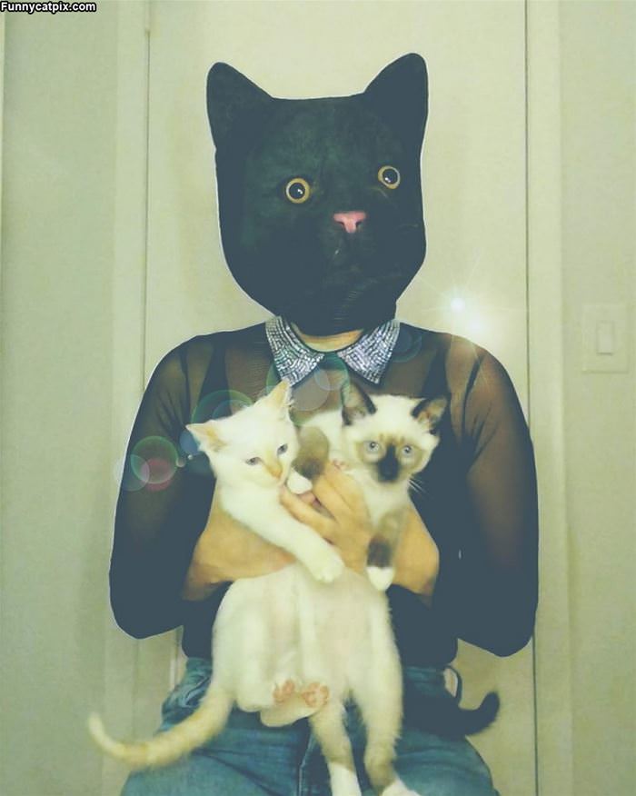 I Am Cat Man