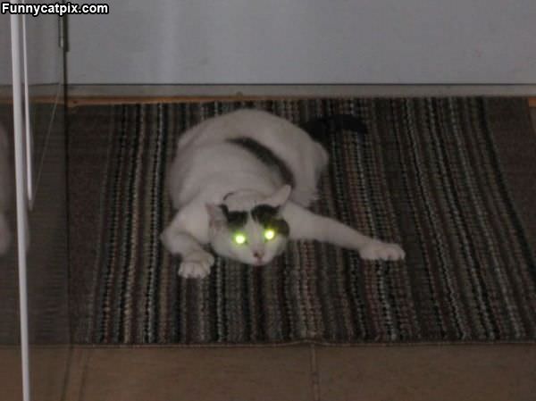 I Am Da Lazer Cat