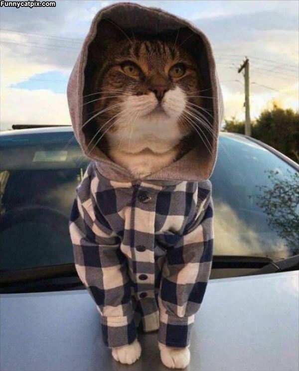 I Am Farmer Cat