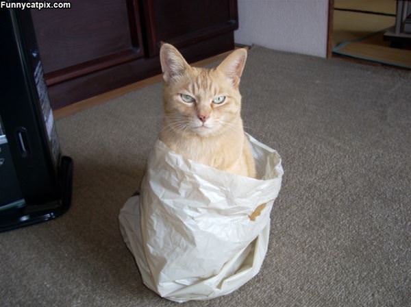 I Am In A Bag