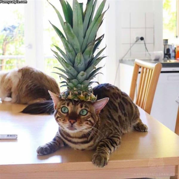 I Am Pineapple Cat