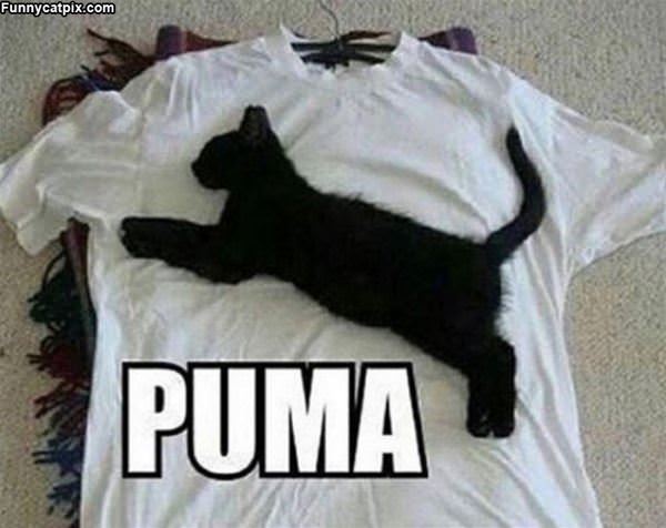 I Am Puma