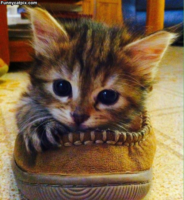 I Am Shoe Kitty