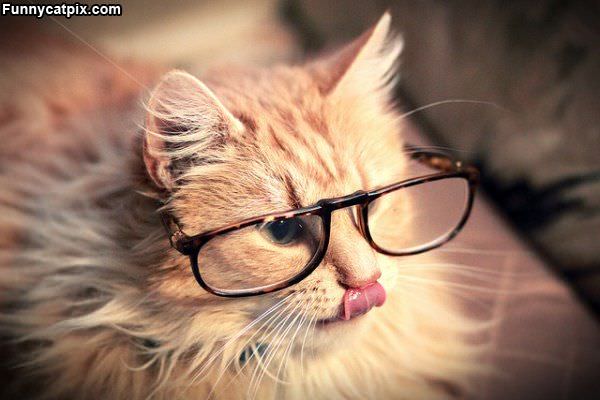 I Am Smart Cat