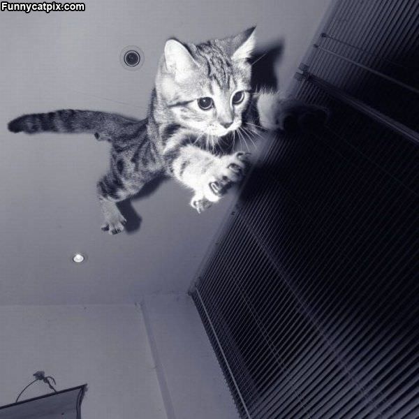 I Am Super Cat