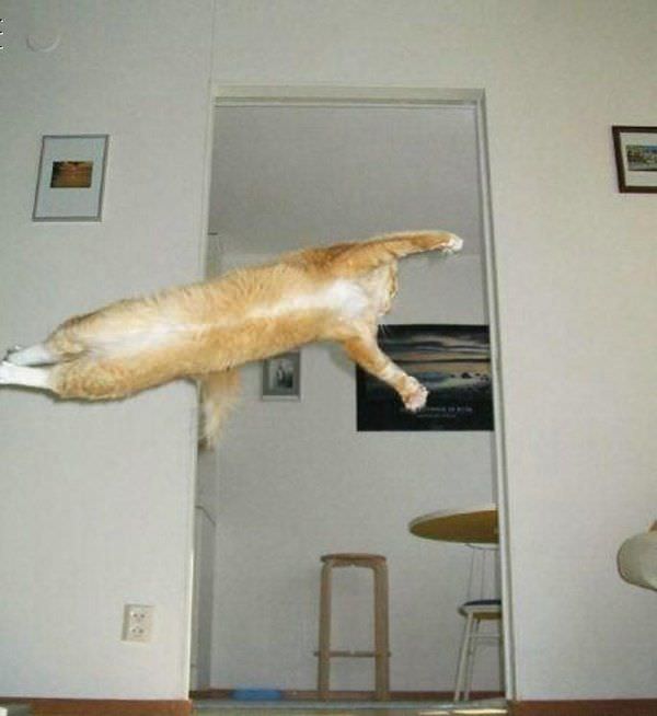 I Am Supercat