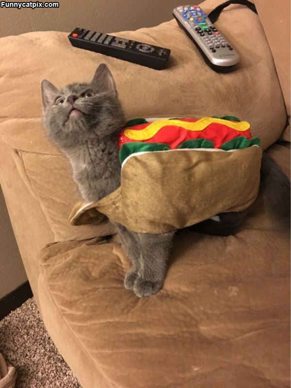 I Am Taco Cat