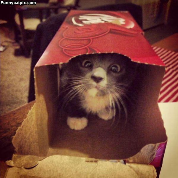I Am The Box Cat