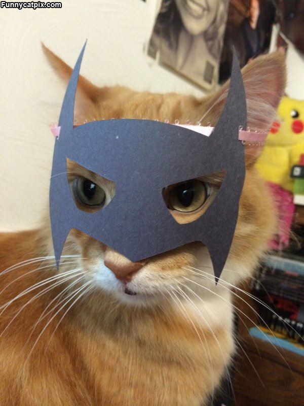 I Am The Night