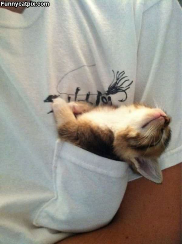 I Am The Pocket Kitten