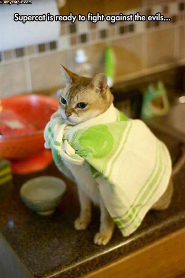 I Am The Super Cat