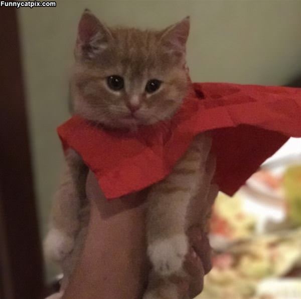 I Am The Supercat