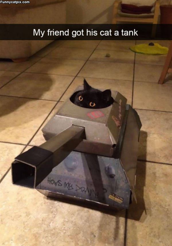 I Am The Tank Cat