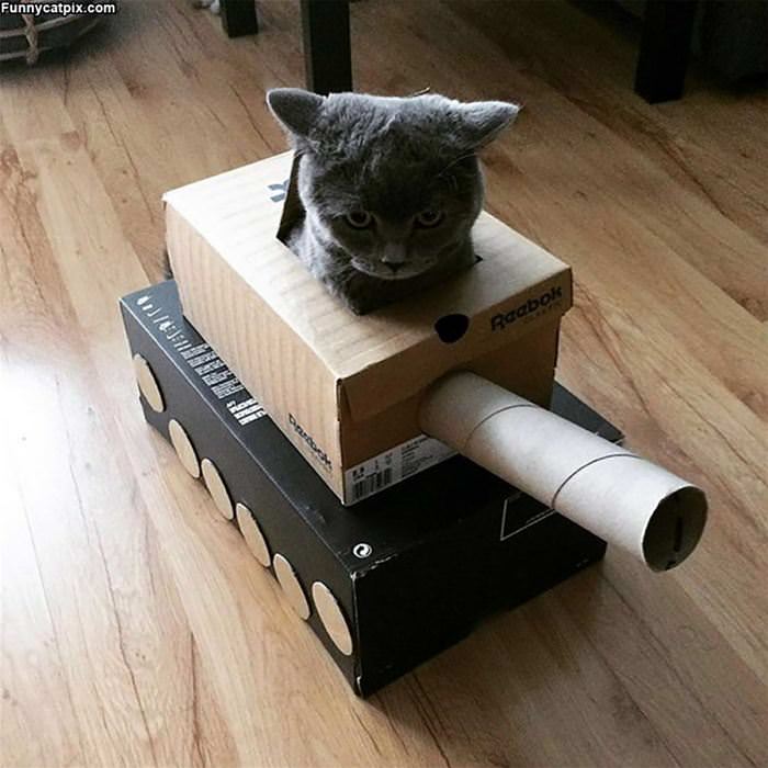 I Am The Tank Cat