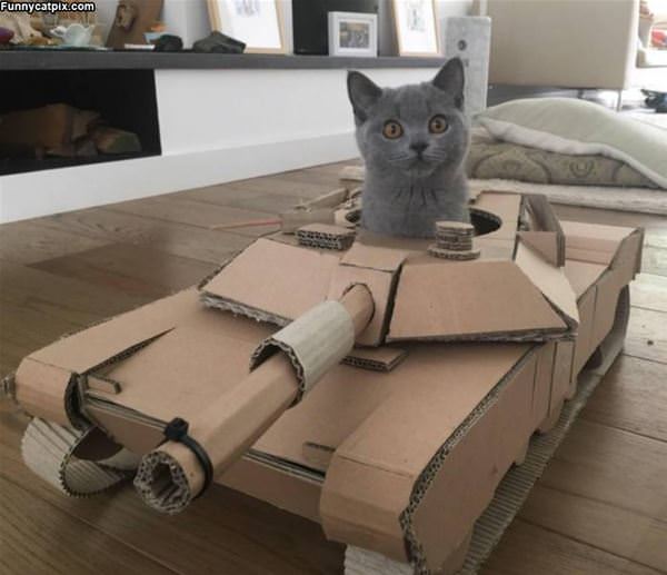 I Am The Tank Cat