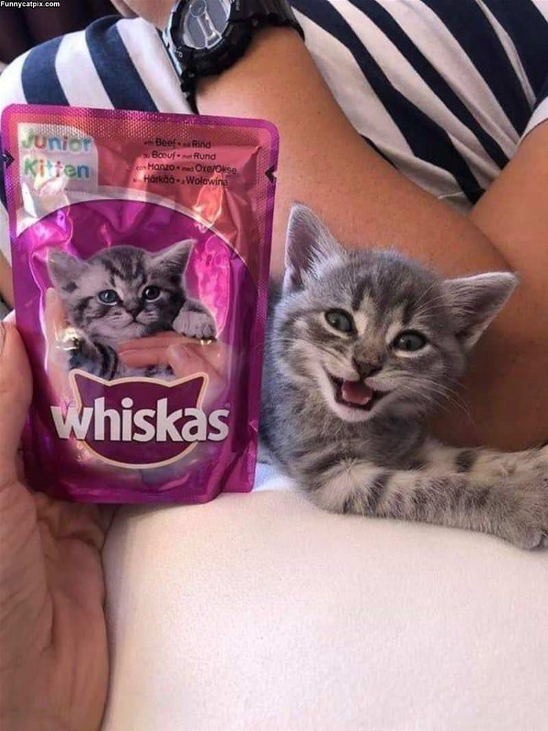 I Am The Whiskas