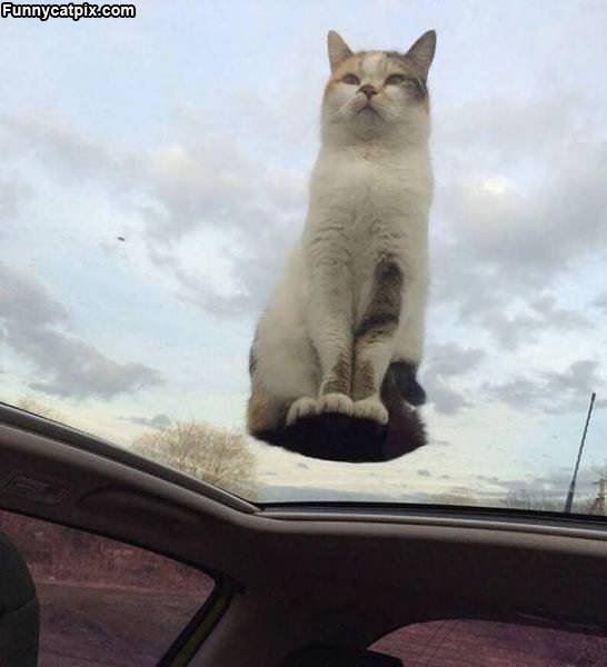 I Can Fly