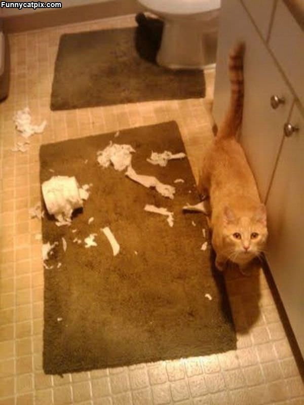 I Didnt Do It Toilet Paper