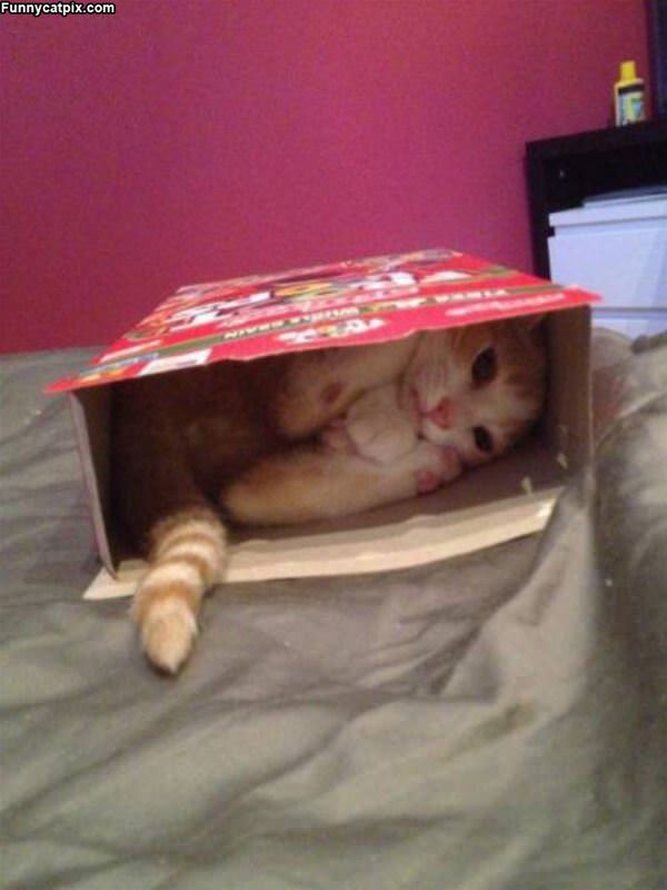 I Fits