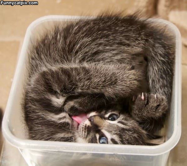 I Fits Nicely