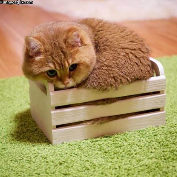 I Fits So Nice