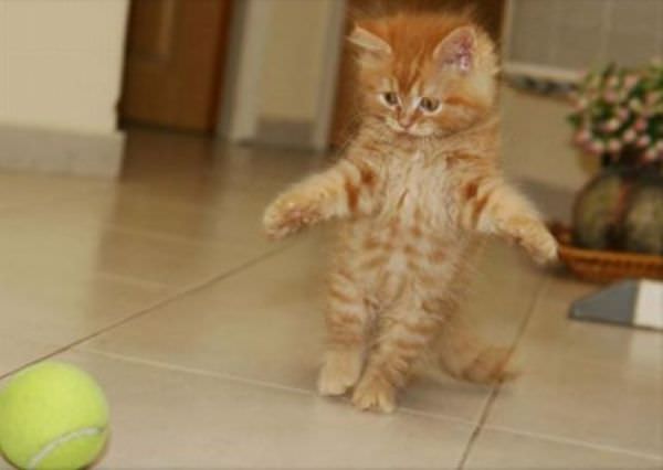 I Gots You Ball