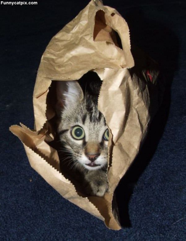 I Has A Bag