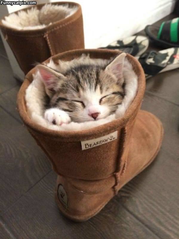 I Has A Boot