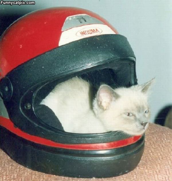 I Has A Helmet