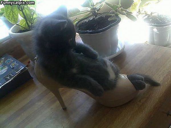 I Has A High Heel