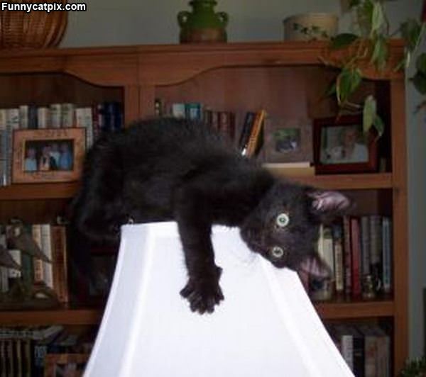 I Has A Lamp