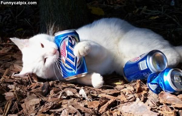 I Has A Miller Lite