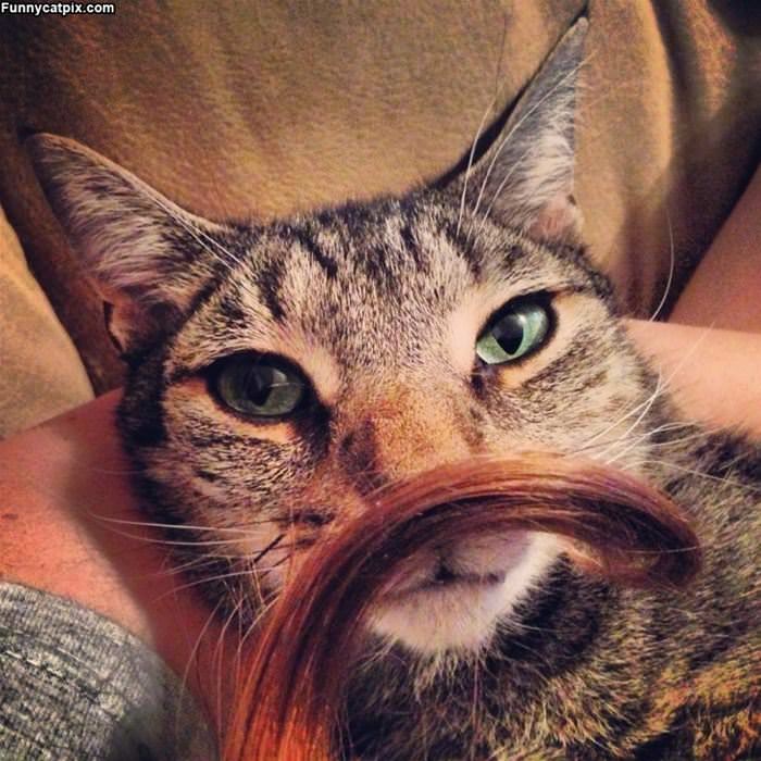 I Has A Mustache