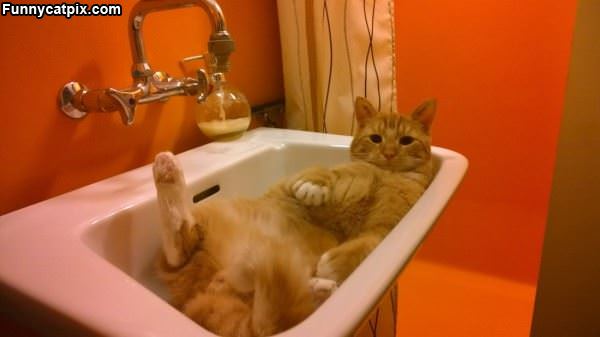 I Has A Sink