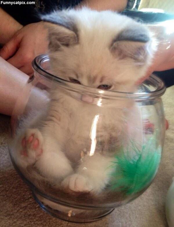 I Has A Small Jar