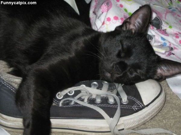 I Has A Sneaker