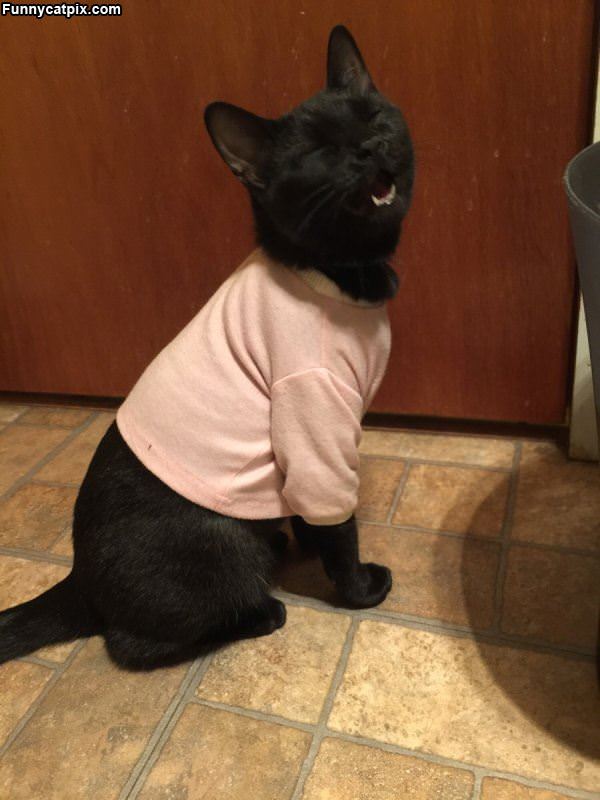 I Has A Sweater