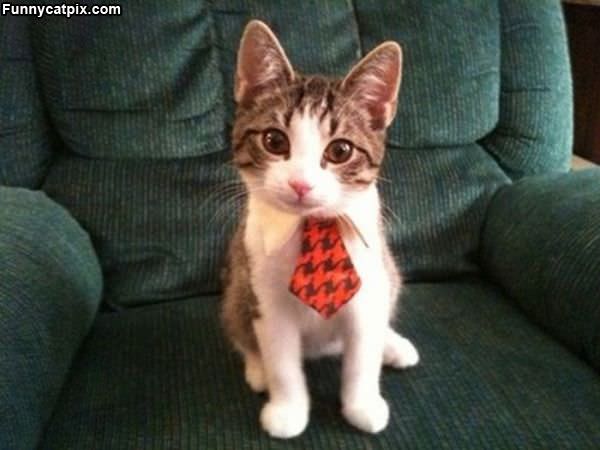 I Has A Tie