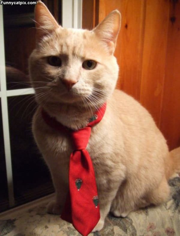 I Has A Tie