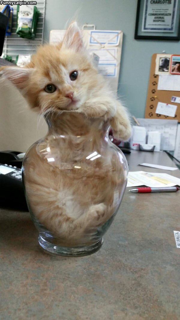 I Has A Vase