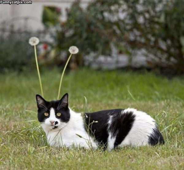 I Has Antennas