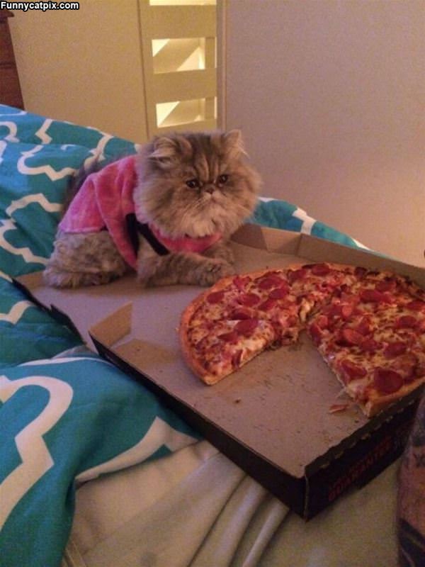 I Has Pizza