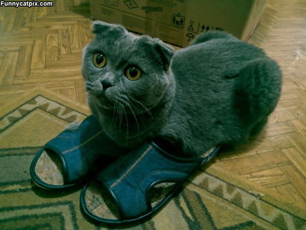 I Has Sandals