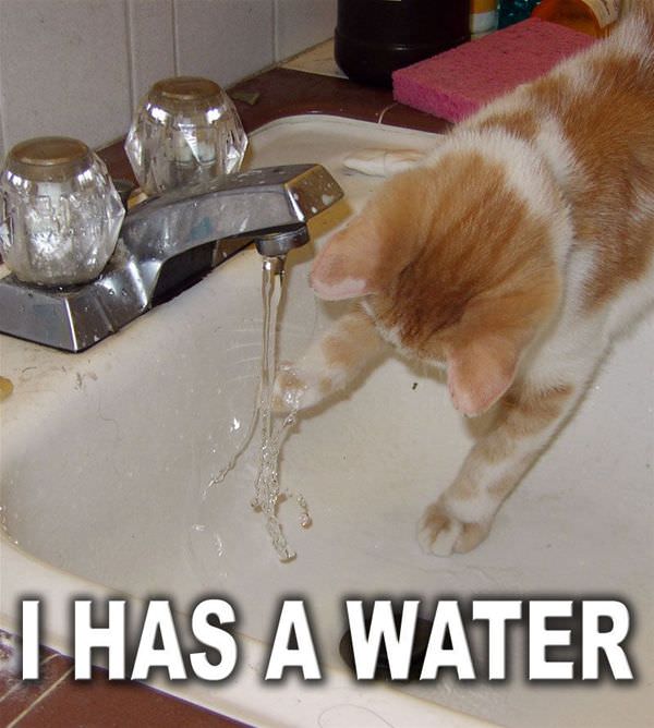 I Has Water