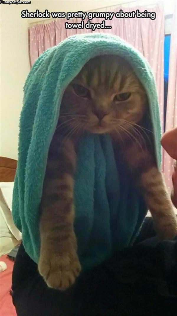 I Hate Being Towel Dried